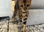 Bengal Kitten Profile