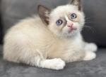 Adorable Siamese kitty Profile
