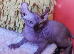 Sphynx male Profile