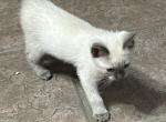 MANX BLUE GIRL Profile