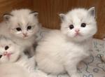 Baby Ragdoll Profile