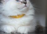 Stella Profile