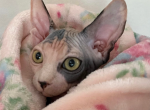 Green Eyed Blue Torti Bambino Profile