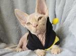 Devon Rex Boy Apollo TICA CFA Ready home Chicago Profile