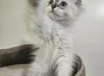 Siberian  British shorthair Profile