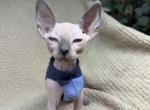 Sphynx Kittens Profile