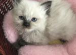 Ragdoll babies Profile
