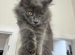 Lipa The Big Paw Club Profile