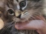 Ragamuffin female kitten Profile