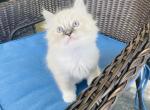 Ragdoll kittens Profile
