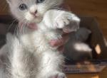 Kitten 6 Profile