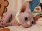 Blue Eyed Sphynx Bambino Profile