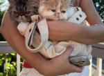 Tabby Persian Female kitten Profile