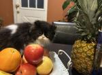 Male Persian kitten black and white Profile