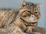 Beautiful Exotic Persian Kittens Profile