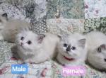 Ragdolls Profile