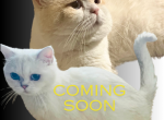 British shorthair for Christmas Profile