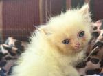 Flame mink Profile