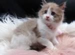 Skye Seal Mink Bicolor Ragdoll kitten Profile