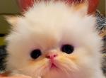 Exotic Shorthair Profile