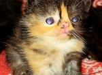 Exotic Shorthair Profile