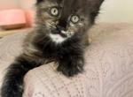 1 Euro MC female READY NOW Profile