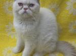 Snowball Profile