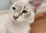 Simon of the Fairytales Litter Profile