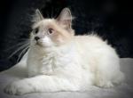 Cute colorful kittens Profile