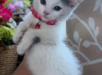 Kittens Profile