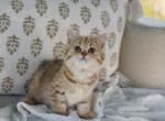 Black golden spotted British shorthair boy Profile