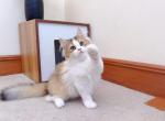 British longhair 002 Profile