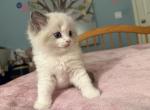 Seal and Blue Ragdoll Kittens Profile