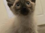 Seal point balinese kitten Profile