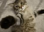 American bobtail Kitten Profile