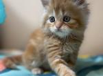 Doll Face Persian Kittens Profile