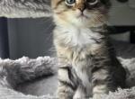Ragamuffin sisters Profile