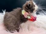 Cannoli Chocolate Bicolor Exotic Shorthair Kitten Profile