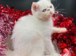 Renoir Cream Point Exotic Shorthair Profile
