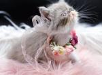 Lavender lilac bicolor Exotic Shorthair kitten Profile