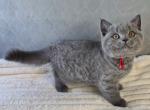 SALE British Shorthair Blue Female Profile
