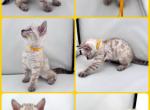 DaisysLitter Profile