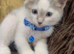 Beautiful kittens ready for a home Profile