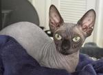 Bambino female cat Profile