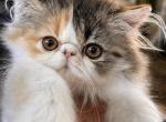 Brown patched tabby and white Profile