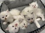 Ragdoll kittens Profile