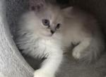 Minka kittens Profile