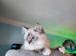 PENDING  Lynx Point Ragdolls Profile