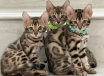 Bengal Kittens Profile