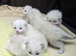 Ragdoll Purebred Daisy May's August 8 Litter Profile